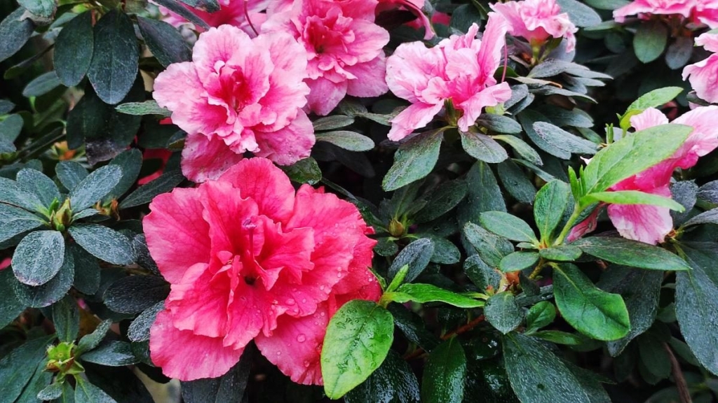 Варто поквапитися: в оранжереї ботсаду Києва на повну квітнуть азалії (фоторепортаж, відео) 9 Варто поквапитися: в оранжереї ботсаду Києва на повну квітнуть азалії (фоторепортаж, відео)