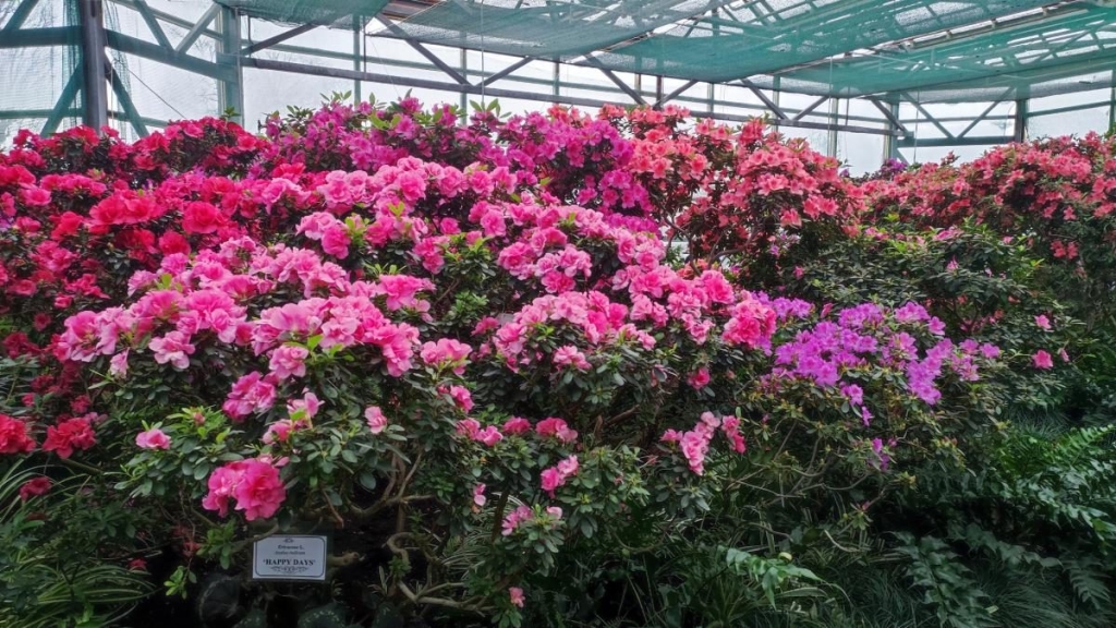 Варто поквапитися: в оранжереї ботсаду Києва на повну квітнуть азалії (фоторепортаж, відео) 3 Варто поквапитися: в оранжереї ботсаду Києва на повну квітнуть азалії (фоторепортаж, відео)