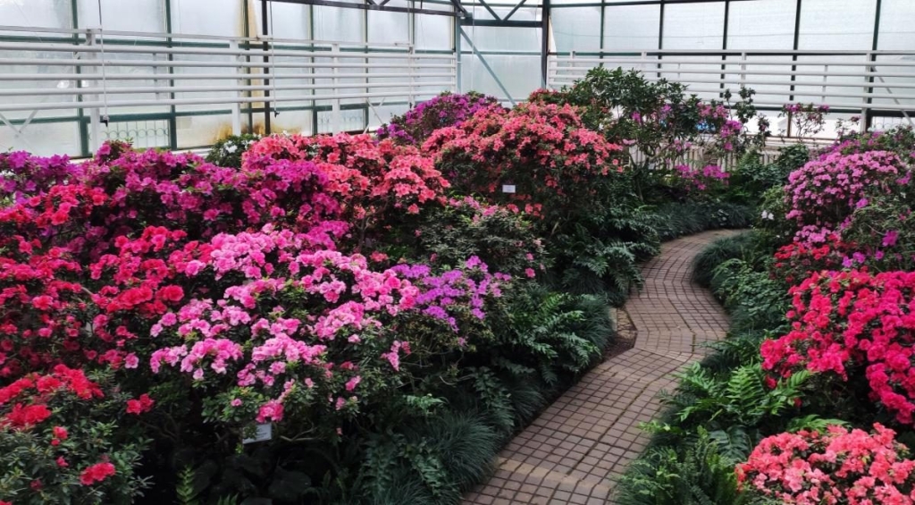 Варто поквапитися: в оранжереї ботсаду Києва на повну квітнуть азалії (фоторепортаж, відео) 5 Варто поквапитися: в оранжереї ботсаду Києва на повну квітнуть азалії (фоторепортаж, відео)
