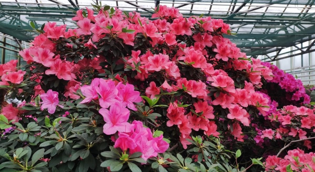 Варто поквапитися: в оранжереї ботсаду Києва на повну квітнуть азалії (фоторепортаж, відео) 6 Варто поквапитися: в оранжереї ботсаду Києва на повну квітнуть азалії (фоторепортаж, відео)
