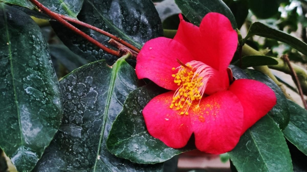 Варто поквапитися: в оранжереї ботсаду Києва на повну квітнуть азалії (фоторепортаж, відео) 11 Варто поквапитися: в оранжереї ботсаду Києва на повну квітнуть азалії (фоторепортаж, відео)