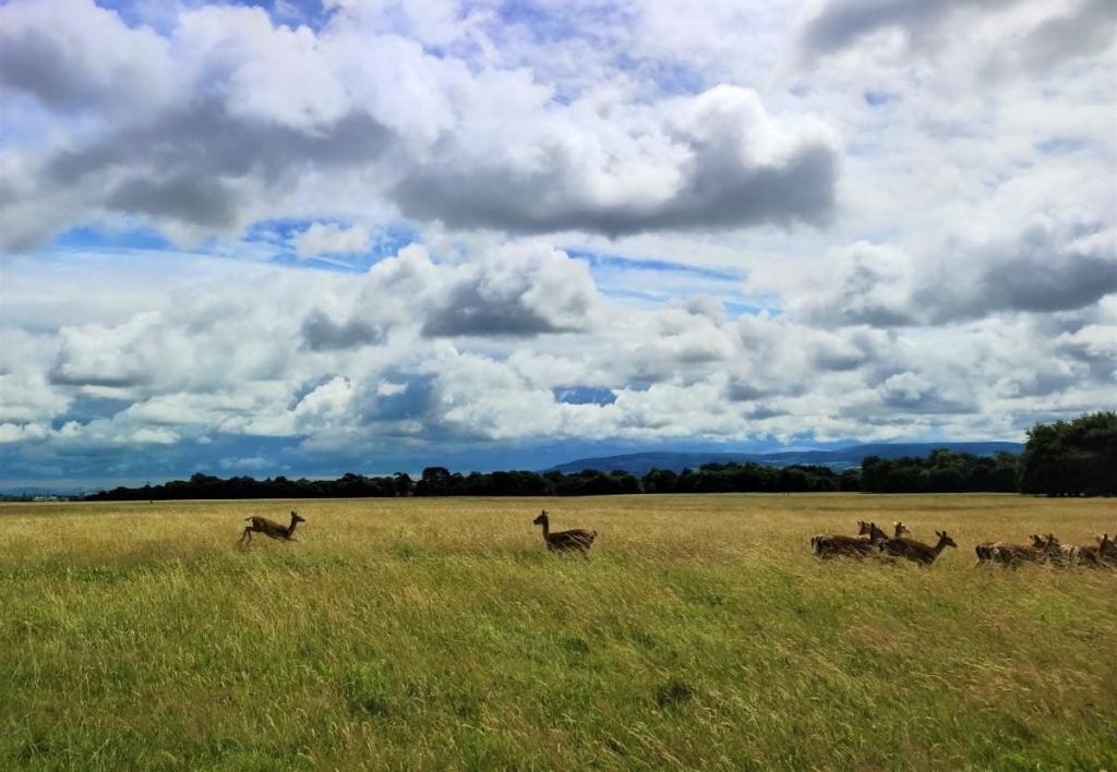 Від нічних вогнів Темпл-бару до "полювання" на оленів: чим вражає ірландський Дублін 70 Від нічних вогнів Темпл-бару до "полювання" на оленів: чим вражає ірландський Дублін
