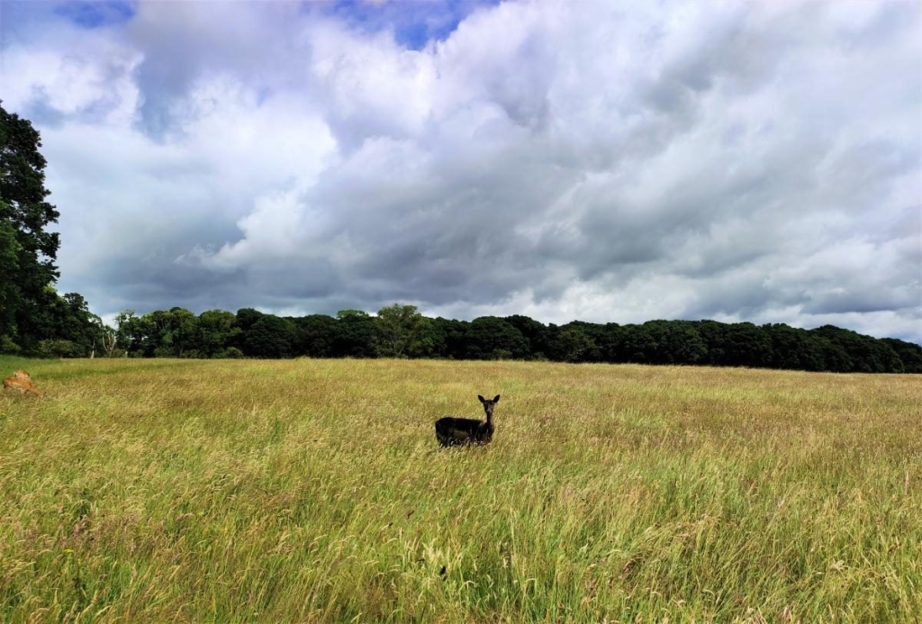 Від нічних вогнів Темпл-бару до "полювання" на оленів: чим вражає ірландський Дублін 72 Від нічних вогнів Темпл-бару до "полювання" на оленів: чим вражає ірландський Дублін