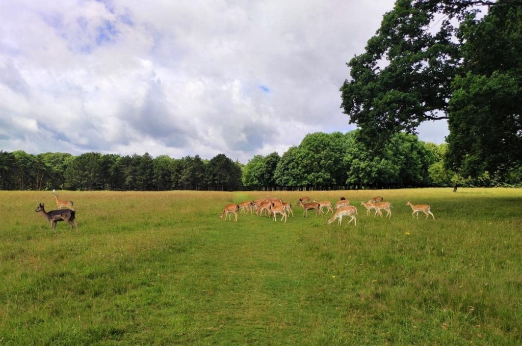 Від нічних вогнів Темпл-бару до "полювання" на оленів: чим вражає ірландський Дублін 71 Від нічних вогнів Темпл-бару до "полювання" на оленів: чим вражає ірландський Дублін