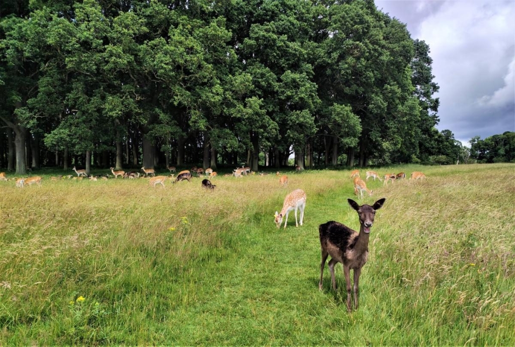 Від нічних вогнів Темпл-бару до "полювання" на оленів: чим вражає ірландський Дублін 73 Від нічних вогнів Темпл-бару до "полювання" на оленів: чим вражає ірландський Дублін