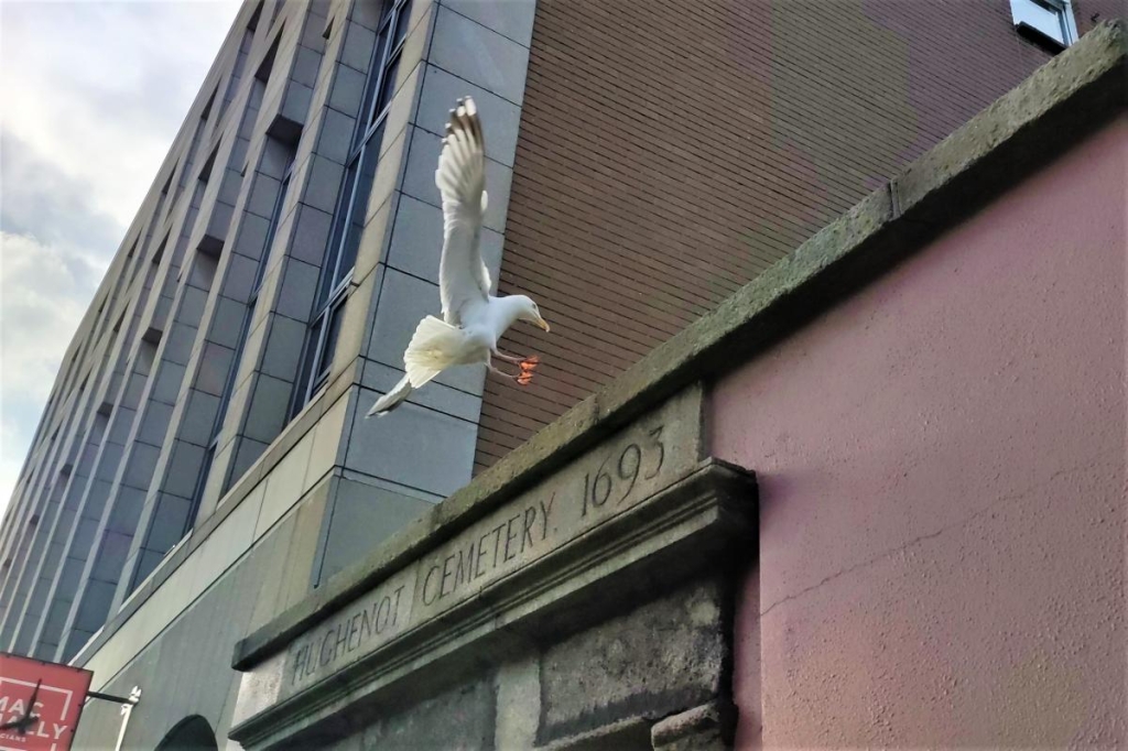 Від нічних вогнів Темпл-бару до "полювання" на оленів: чим вражає ірландський Дублін 100 Чайки в Дубліні усюди / фото Марина Григоренко