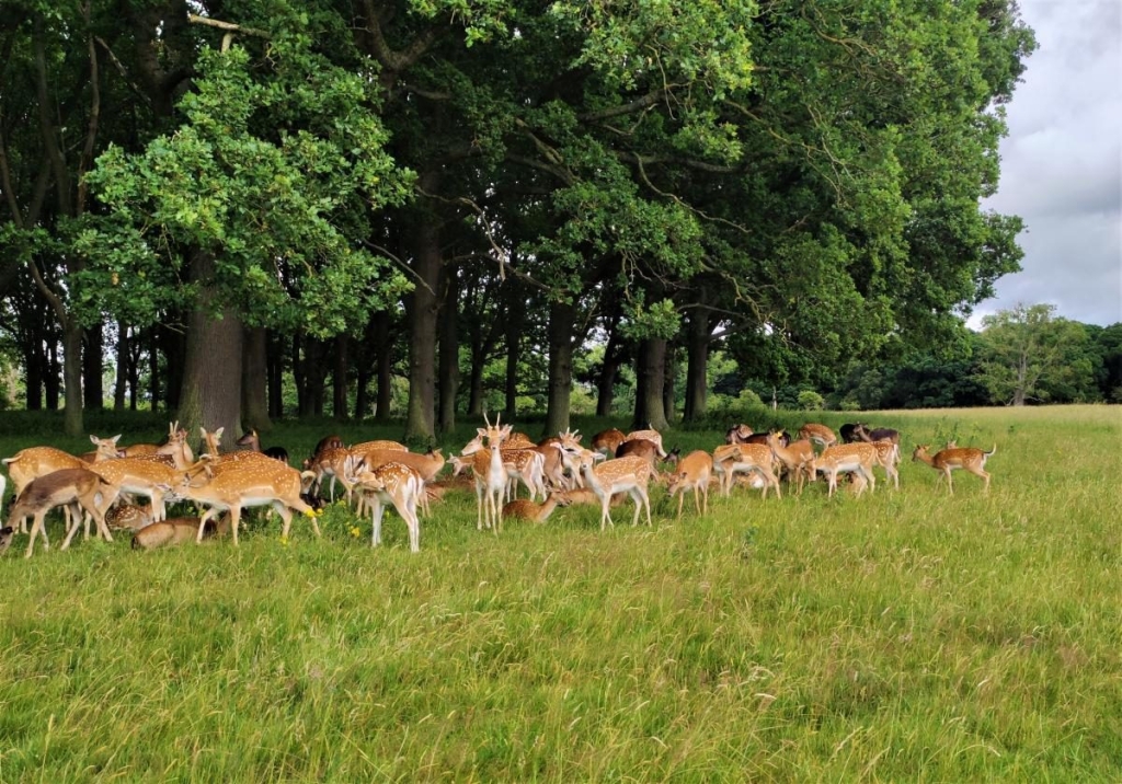 Від нічних вогнів Темпл-бару до "полювання" на оленів: чим вражає ірландський Дублін 69 Від нічних вогнів Темпл-бару до "полювання" на оленів: чим вражає ірландський Дублін