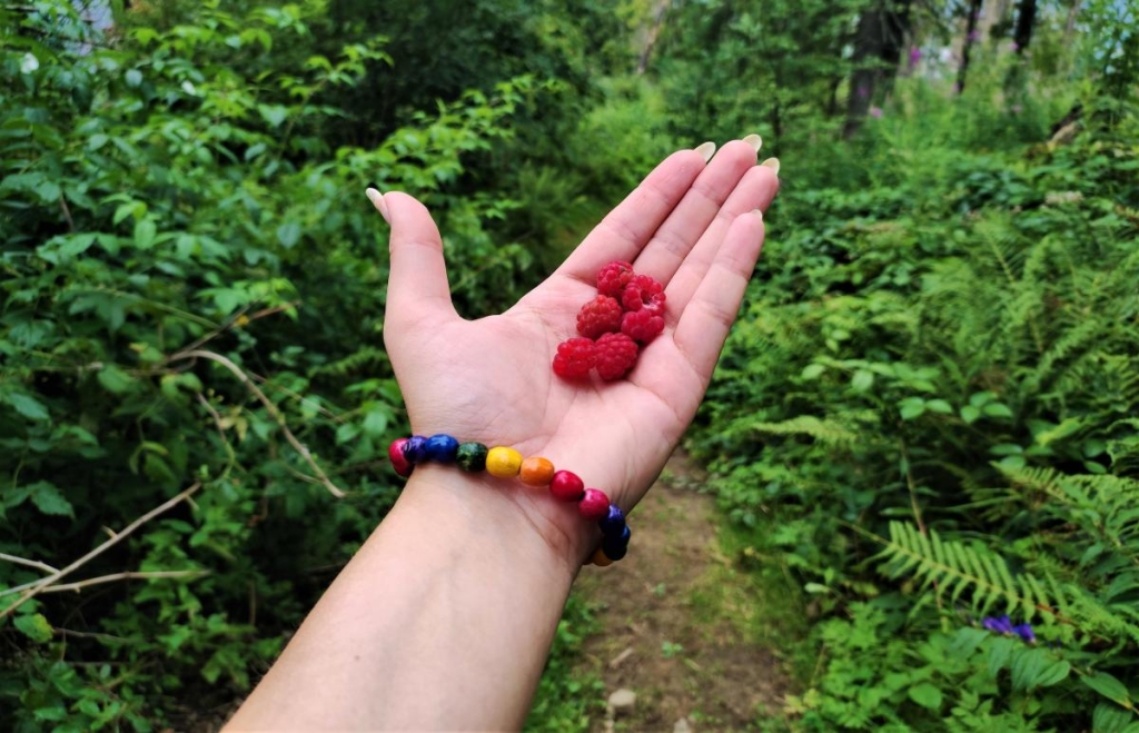 Відновлення сил в Карпатах: найкращі пішохідні маршрути у Славському 25 Малина на Ільзі / фото Марина Григоренко