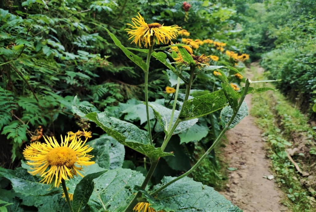 Відновлення сил в Карпатах: найкращі пішохідні маршрути у Славському 21 Майже весь маршрут на Ільзу йде через ліс / фото Марина Григоренко