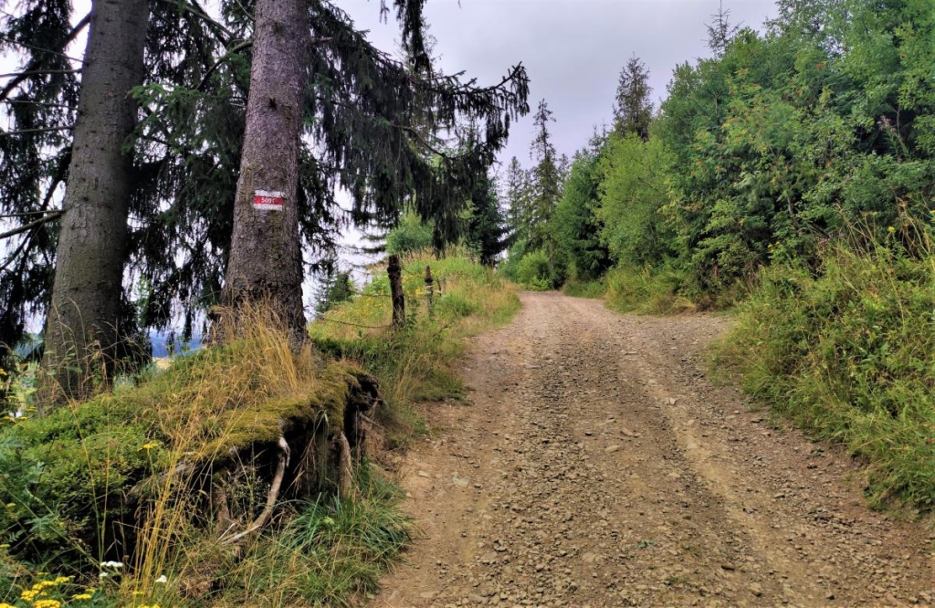 Відновлення сил в Карпатах: найкращі пішохідні маршрути у Славському 20 Маршрут на Ільзу в цілому легкий, але є кілька сюрпризів / фото Марина Григоренко