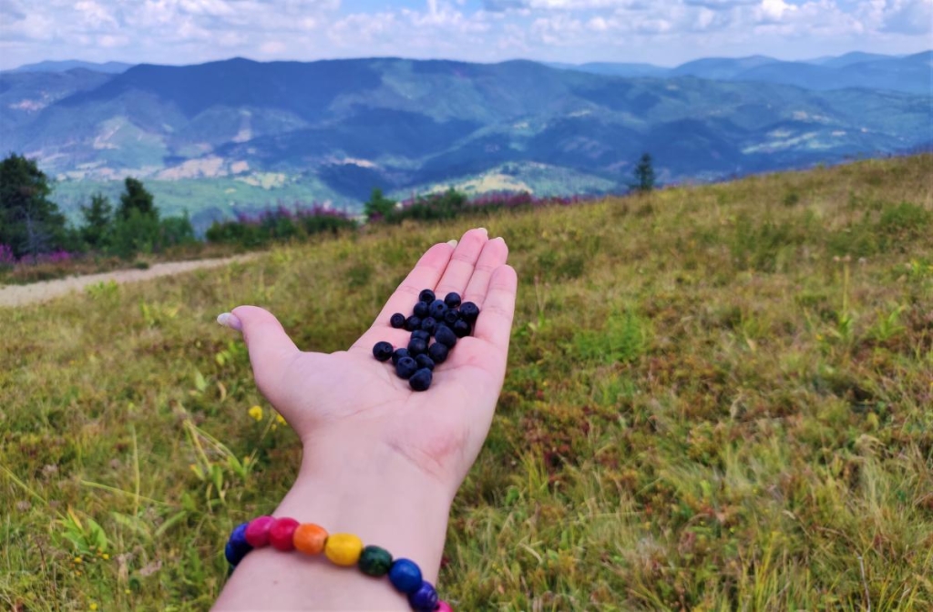 Відновлення сил в Карпатах: найкращі пішохідні маршрути у Славському 17 Дика лохиня на Високому Верху / фото Марина Григоренко