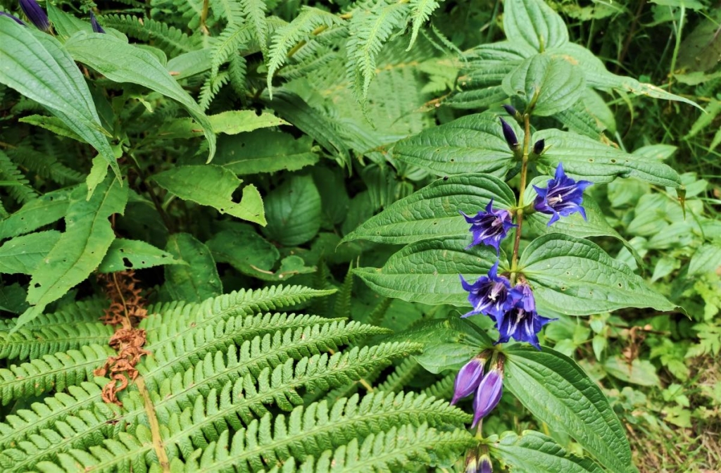 Відновлення сил в Карпатах: найкращі пішохідні маршрути у Славському 22 На маршруті на Ільзу багато квітів / фото Марина Григоренко