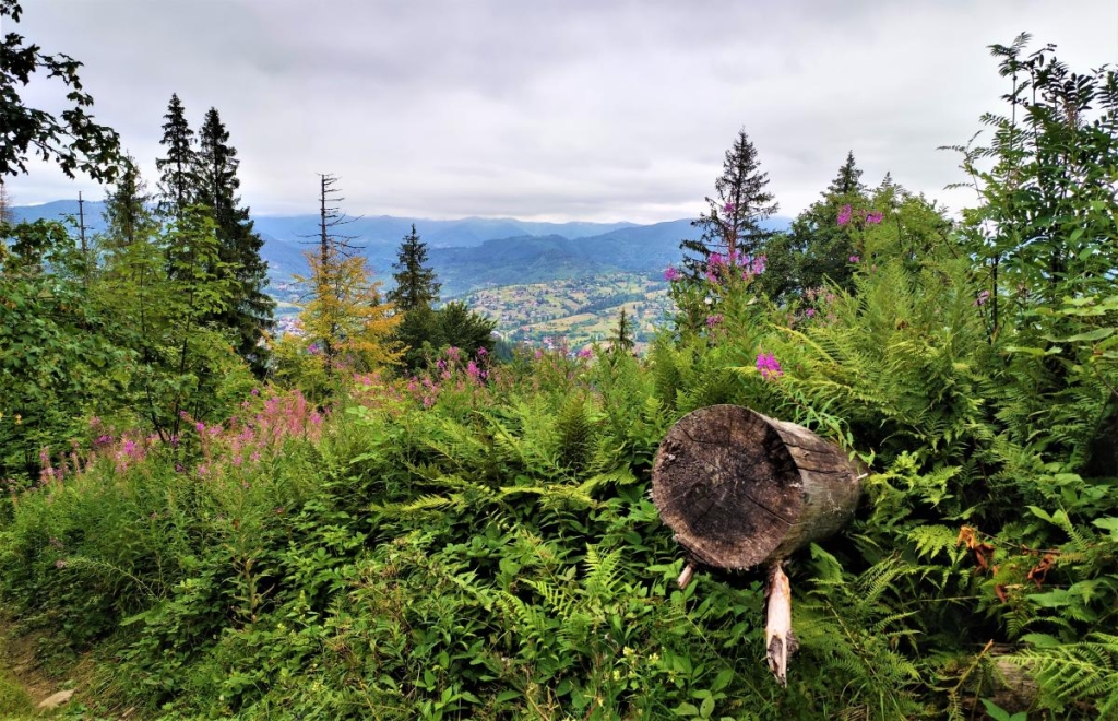 Відновлення сил в Карпатах: найкращі пішохідні маршрути у Славському 19 На шляху на гору Ільза / фото Марина Григоренко