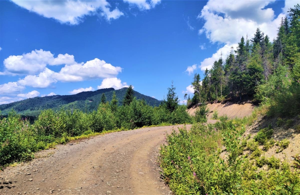 Відновлення сил в Карпатах: найкращі пішохідні маршрути у Славському 9 Дорога для підйому на Погар / фото Марина Григоренко