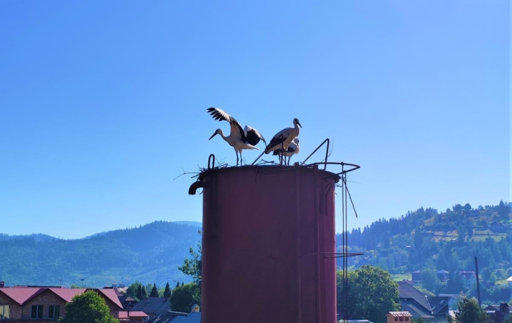 Відновлення сил в Карпатах: найкращі пішохідні маршрути у Славському 1 У Славському добре відпочивати від галасу великого міста / фото Марина Григоренко