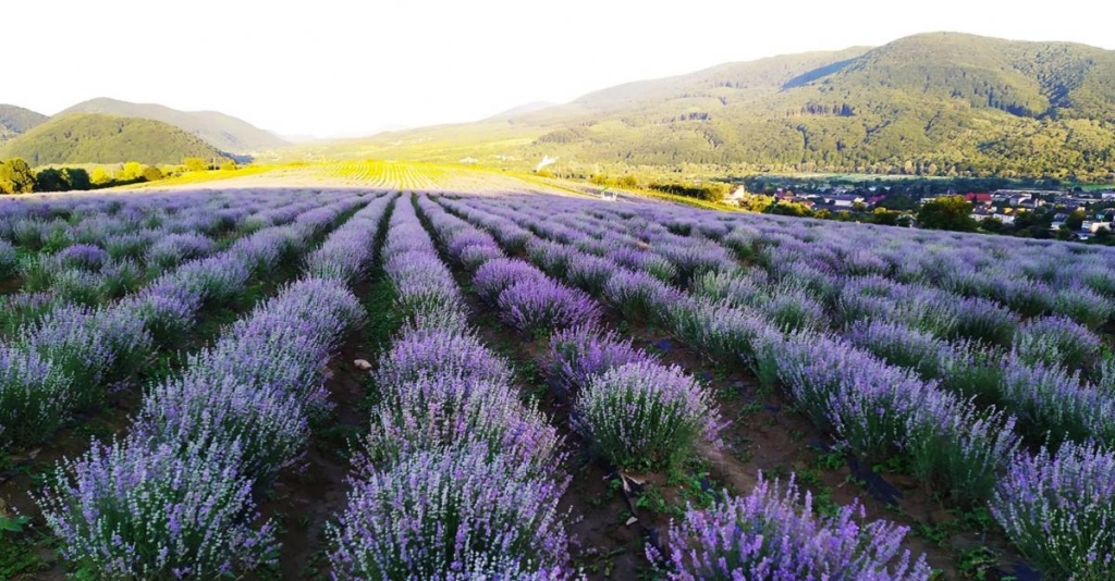 Відпочинок під час війни: що пропонують туристам на Закарпатті 5 У червні й до середини липня квітне поле лаванди у Перечині / фото Лавандова гора