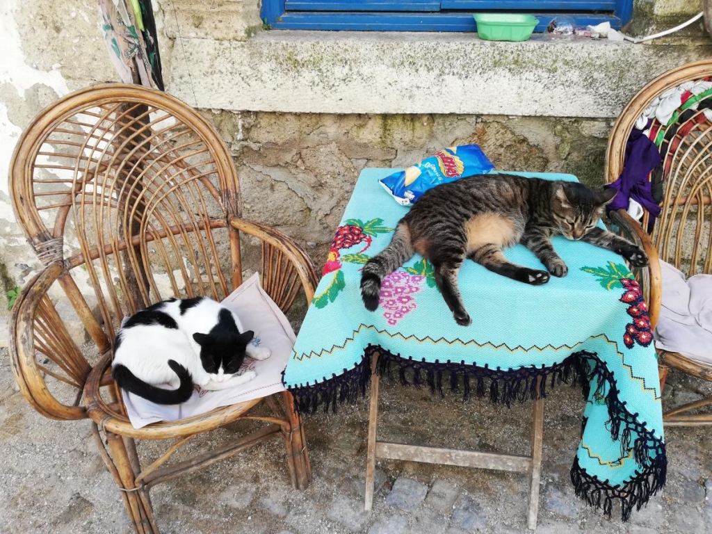 Відпочинок в Туреччині: все, що потрібно знати туристам (фоторепортаж) 5 Туреччина – країна котиків / фото Марина Григоренко