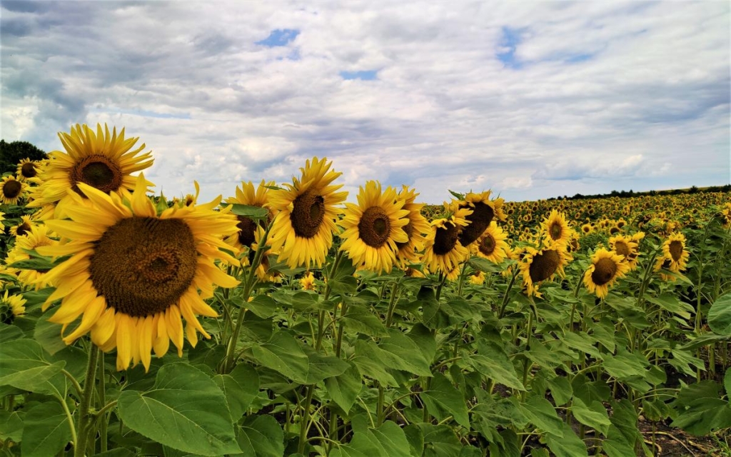 Відпустка в Закарпатті машиною: досліджуємо Україну вздовж траси Київ-Чоп 66 Ті самі соняшники на шляху до Заліщиків / фото Марина Григоренко