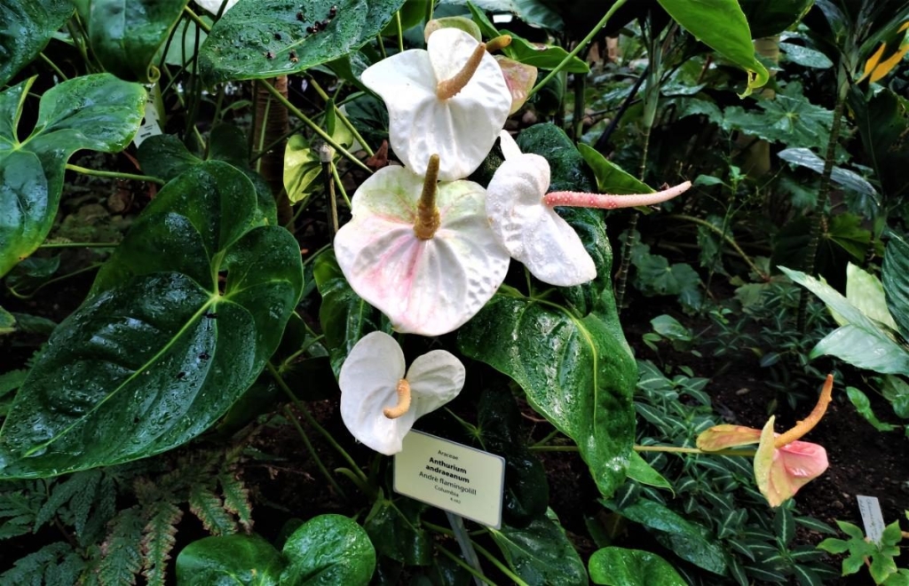 Вікенд в Таллінні: що подивитися і як зігрітися в затишній естонській столиці 112 Вікенд в Таллінні: що подивитися і як зігрітися в затишній естонській столиці