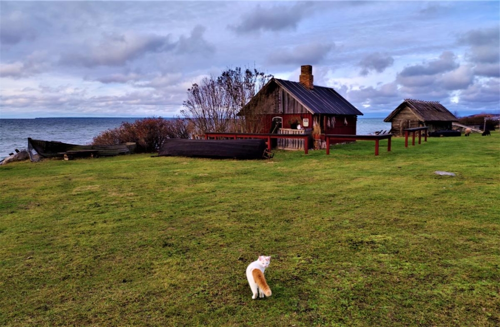 Вікенд в Таллінні: що подивитися і як зігрітися в затишній естонській столиці 146 Музей під відкритим небом Віймсі / фото Марина Григоренко
