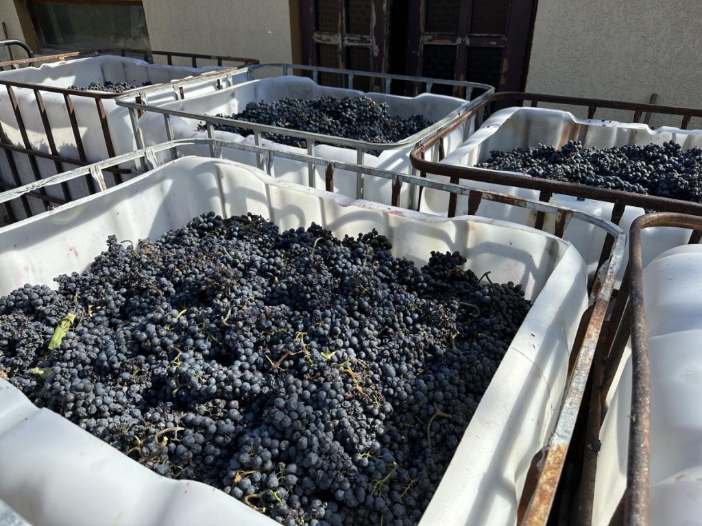 Виноградне Закарпаття: де можна насолодитися унікальними винами (18+) 8 Зібраний урожай Nota bene / фото Наталія Петерварі