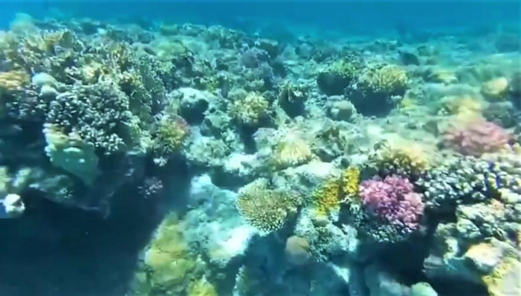 Єгипет влітку? Та ще й без росіян? Тоді вам в Марса-Алам! 70 Варто бути готовими, що ви не побачити усіх обіцяних водних мешканців / скріншот з відео Martyna Bielska