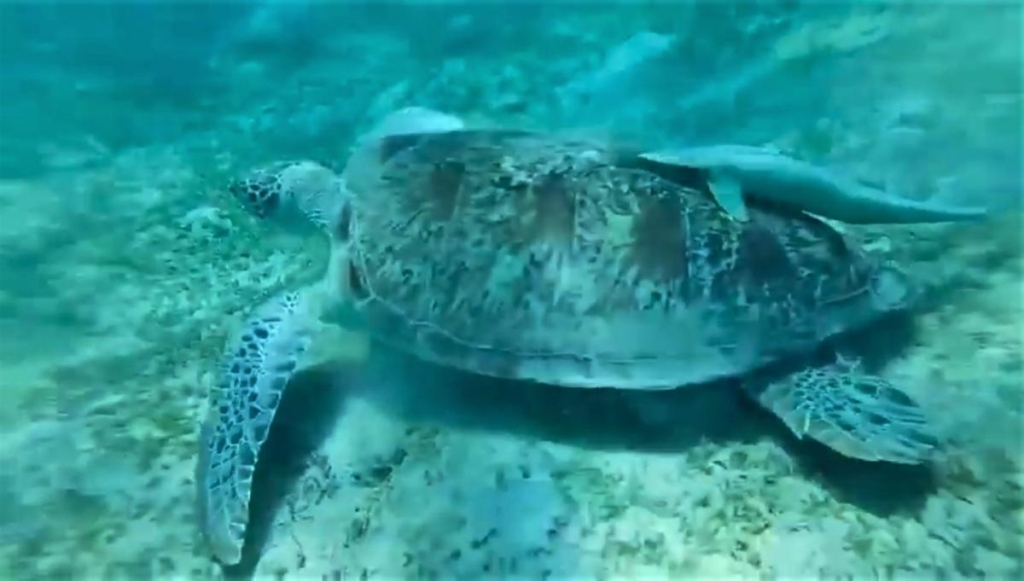 Єгипет влітку? Та ще й без росіян? Тоді вам в Марса-Алам! 72 Зате з морською черепахою нам пощастило / скріншот з відео Martyna Bielska