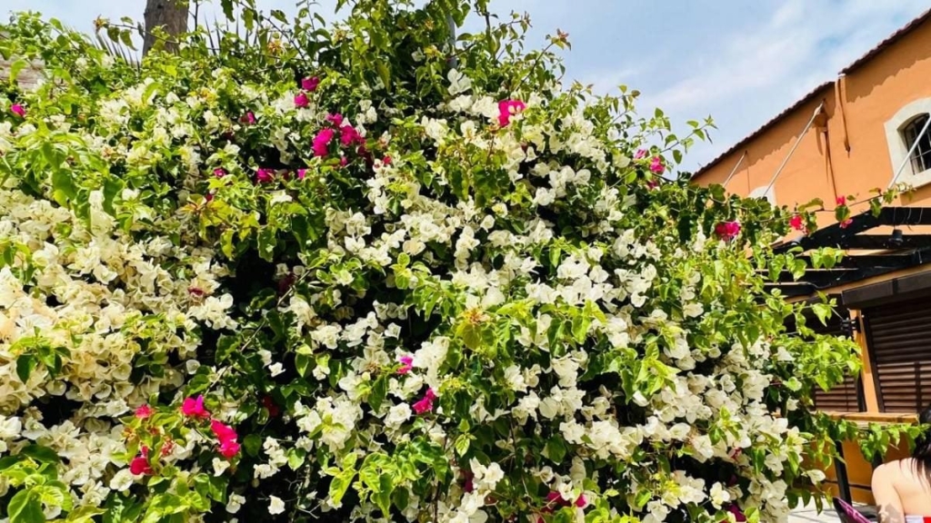 Їсти, молитися, пити. Кіпр – острів сили, обжерливості, молитов і задоволень 17 Їсти, молитися, пити. Кіпр – острів сили, обжерливості, молитов і задоволень