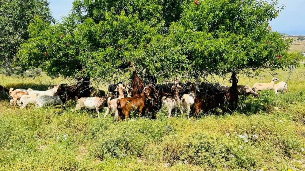 Їсти, молитися, пити. Кіпр – острів сили, обжерливості, молитов і задоволень 100 Їсти, молитися, пити. Кіпр – острів сили, обжерливості, молитов і задоволень