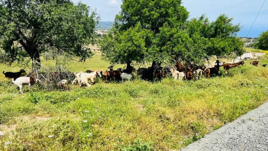 Їсти, молитися, пити. Кіпр – острів сили, обжерливості, молитов і задоволень 99 Їсти, молитися, пити. Кіпр – острів сили, обжерливості, молитов і задоволень