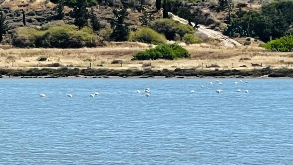 Їсти, молитися, пити. Кіпр – острів сили, обжерливості, молитов і задоволень 109 Фламінго на Кіпрі