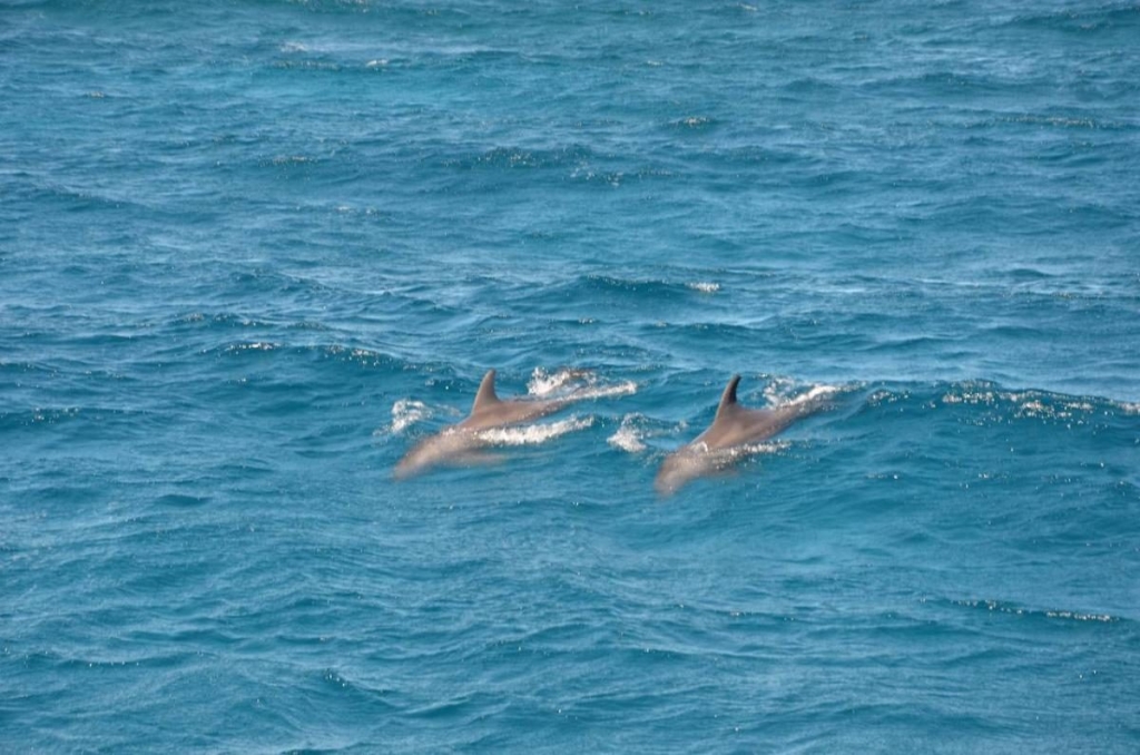 Їж, плавай, релаксуй: єгипетський відпочинок німецької якості 71 Їж, плавай, релаксуй: єгипетський відпочинок німецької якості