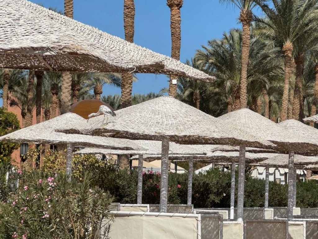 Їж, плавай, релаксуй: єгипетський відпочинок німецької якості 55 Їж, плавай, релаксуй: єгипетський відпочинок німецької якості