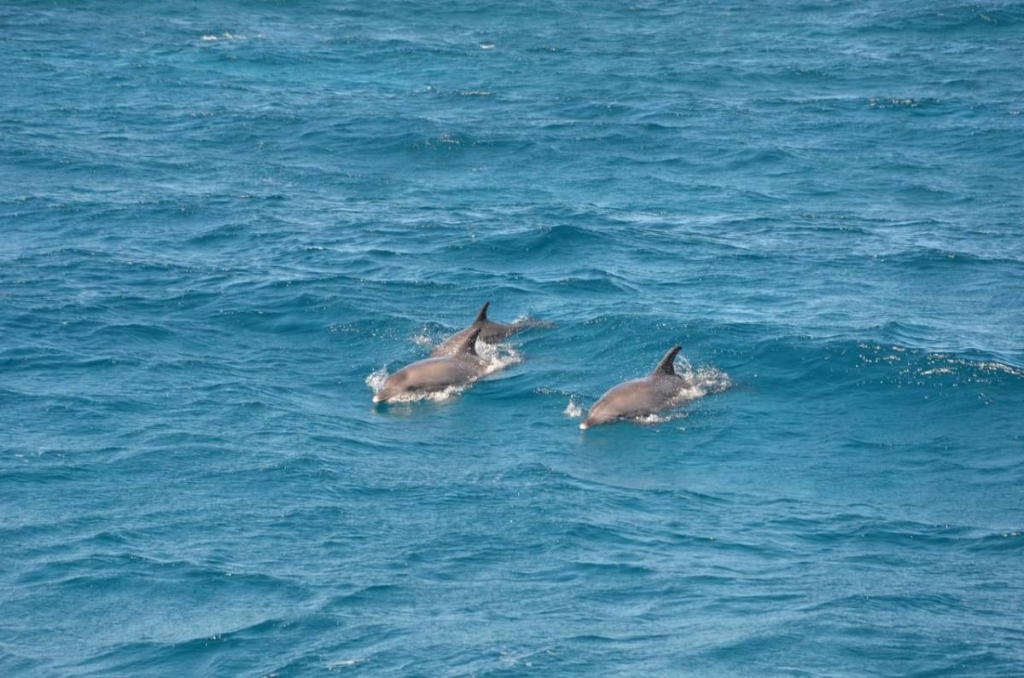 Їж, плавай, релаксуй: єгипетський відпочинок німецької якості 73 Їж, плавай, релаксуй: єгипетський відпочинок німецької якості
