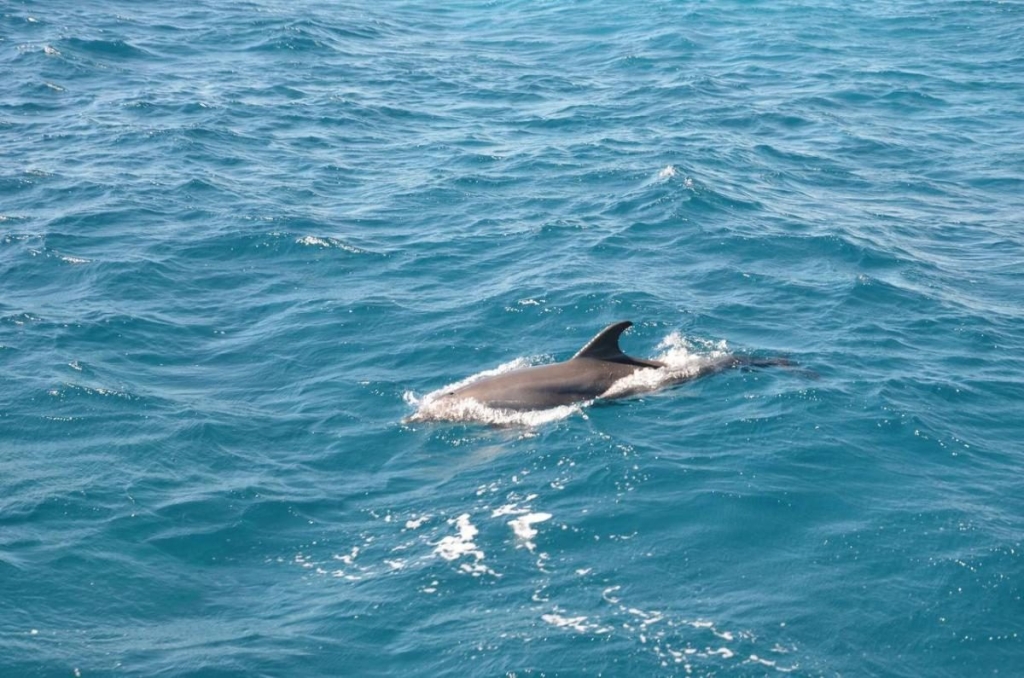 Їж, плавай, релаксуй: єгипетський відпочинок німецької якості 74 Їж, плавай, релаксуй: єгипетський відпочинок німецької якості