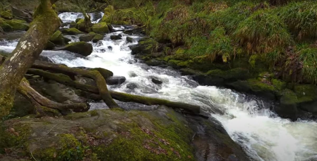 Казковий стародавній ліс у Великій Британії можна відвідати безкоштовно: в чому його родзинка 1 / скриншот