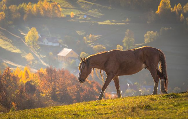 Село-привид на Закарпатті, якого немає на старих мапах: без доріг та сільради Село-привид на Закарпатті, якого немає на старих мапах: без доріг та сільради 1