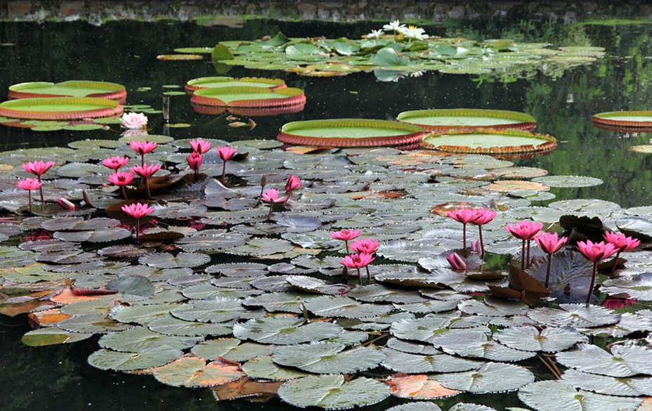 Туди мріють потрапити всі: 10 найкрасивіших ботанічних садів світу Туди мріють потрапити всі: 10 найкрасивіших ботанічних садів світу 10