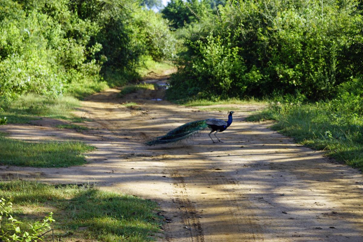 Туристам назвали 7 найкращих місць у світі для спостереження за птахами 1 / фото ua.depositphotos.com