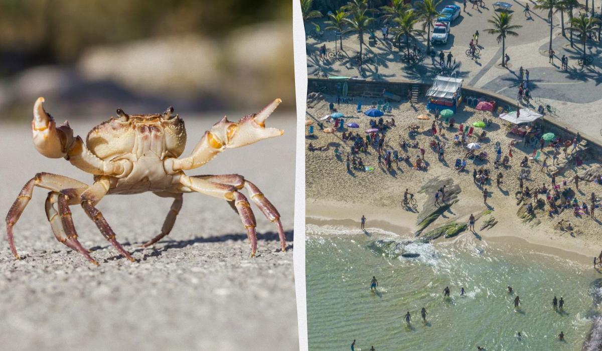 Туристів попереджають: на популярному курорті помітили "небезпечного" краба 1 кол