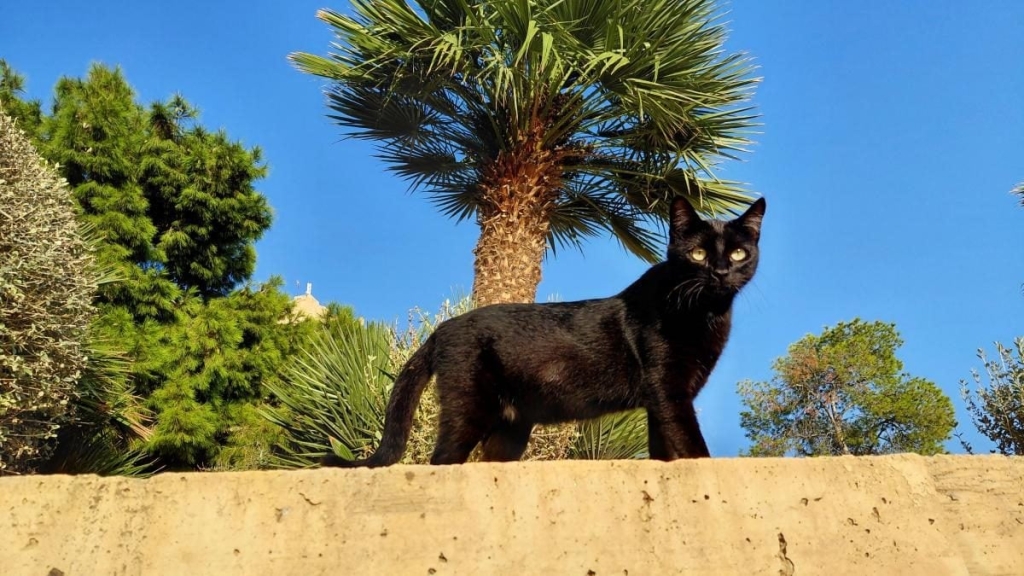 Аліканте: відмінний бюджетний курорт в Іспанії для пізнього сонця 10 Аліканте: відмінний бюджетний курорт в Іспанії для пізнього сонця