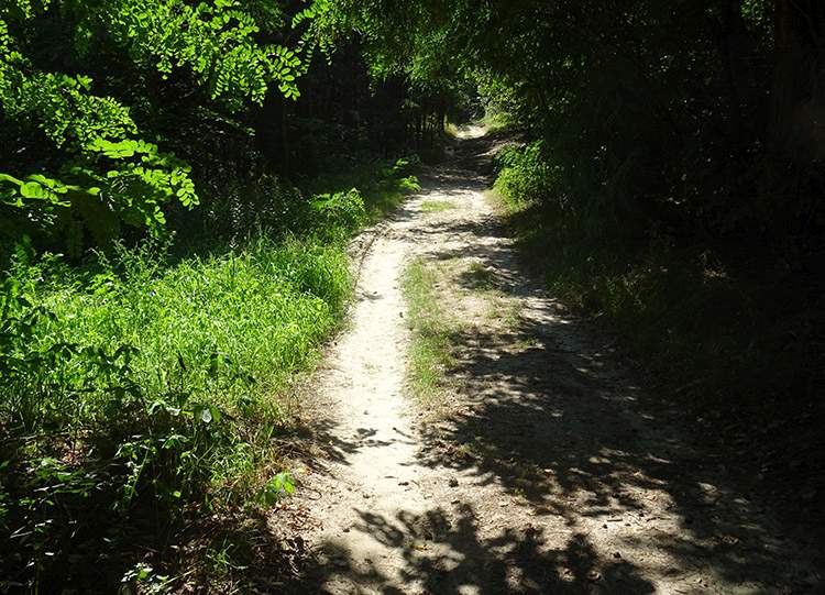 Піраміда серед полів Аріанська вежа в Криниці на тлі зеленого поля, історична пам'ятка