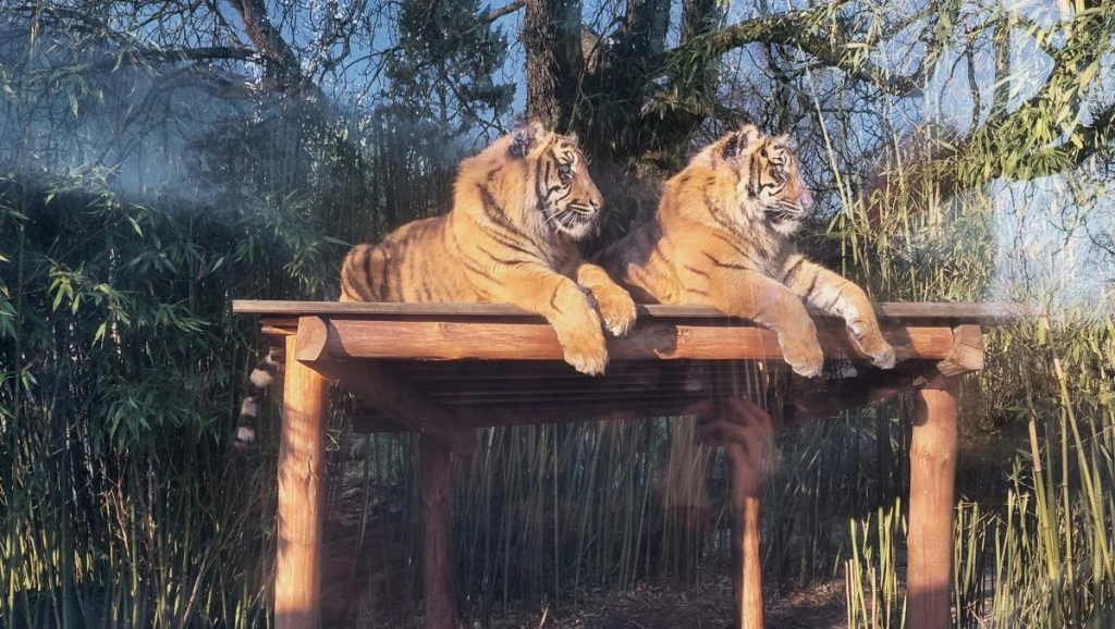 Вроцлав взимку: що подивитися і як зігрітися 19 Тигренята у вроцлавському зоопарку / фото Марина Григоренко