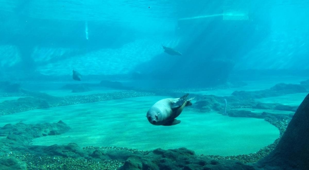 Вроцлав взимку: що подивитися і як зігрітися 21 Вроцлав взимку: що подивитися і як зігрітися