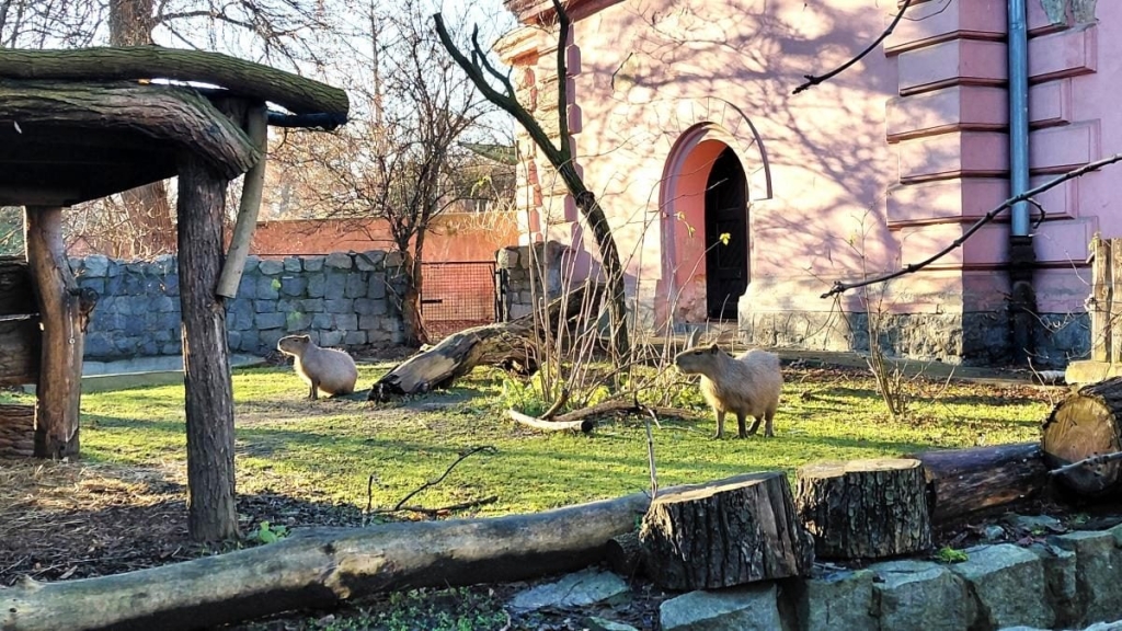 Вроцлав взимку: що подивитися і як зігрітися 29 Вроцлав взимку: що подивитися і як зігрітися