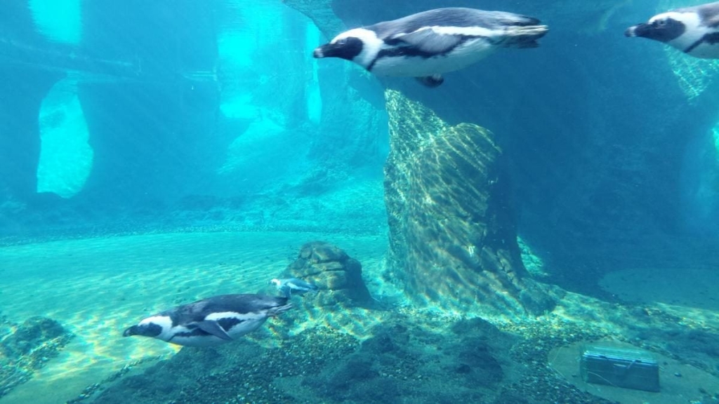 Вроцлав взимку: що подивитися і як зігрітися 22 Вроцлав взимку: що подивитися і як зігрітися