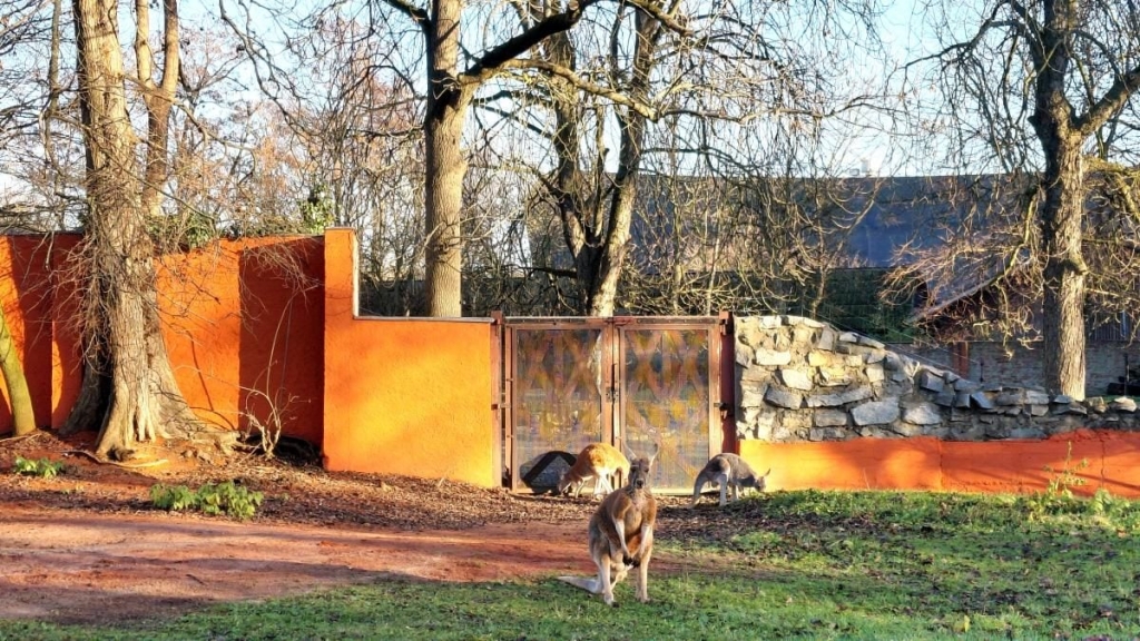 Вроцлав взимку: що подивитися і як зігрітися 31 Вроцлав взимку: що подивитися і як зігрітися