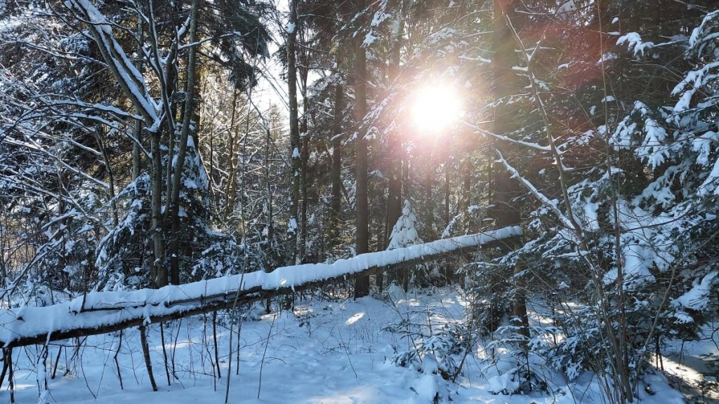 Ліси на Львівщині засипало снігом: це варто побачити (фоторепортаж) 13 Ліси на Львівщині засипало снігом: це варто побачити (фоторепортаж)