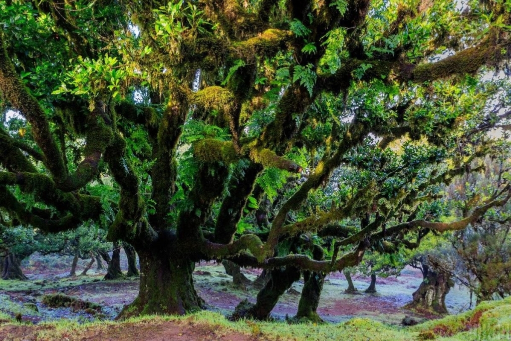 Мадейра – найбільш трендовий напрямок 2026 року: яка ситуація там у січні (фоторепортаж) 23 Мадейра – найбільш трендовий напрямок 2026 року: яка ситуація там у січні (фоторепортаж)