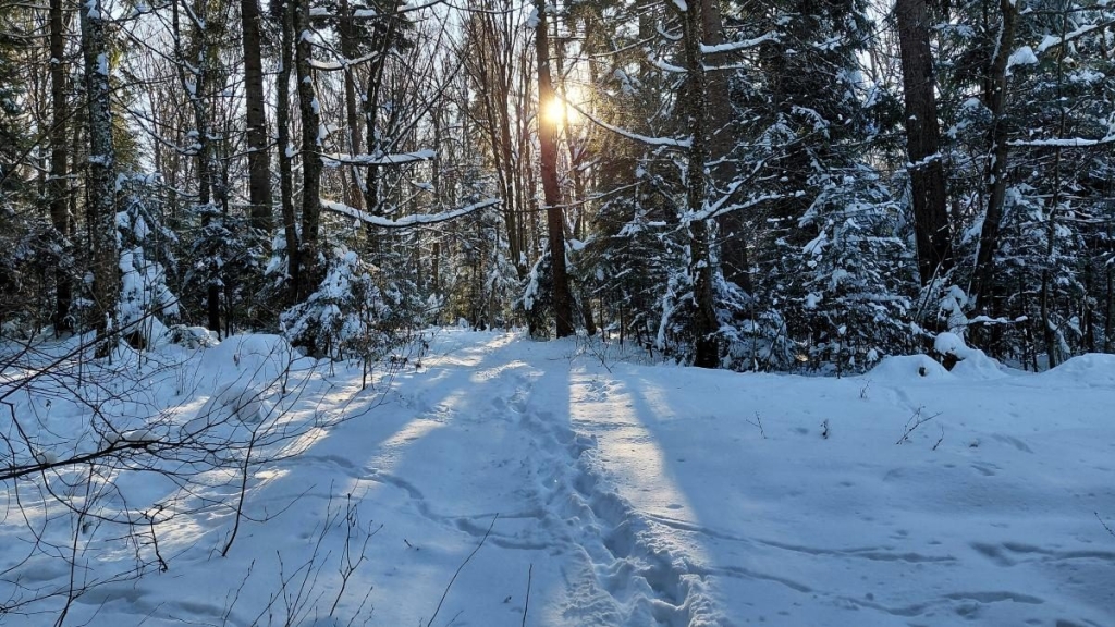 Ліси на Львівщині засипало снігом: це варто побачити (фоторепортаж) 14 Ліси на Львівщині засипало снігом: це варто побачити (фоторепортаж)